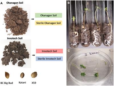 Soil and seed both influence bacterial diversity in the microbiome of the Cannabis sativa seedling endosphere